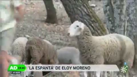 news man VS sheep😂