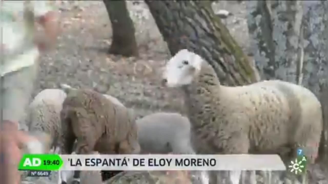 news man VS sheep😂