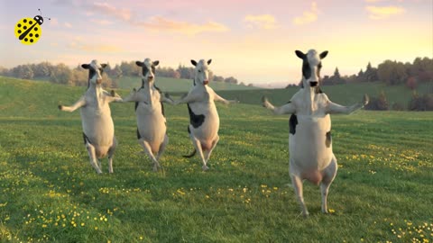 FUNNY COW DANCE 4