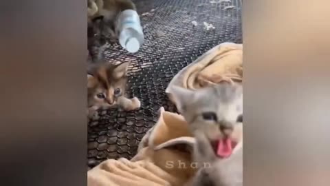 27 minutes of adorable cats and kittens videos to keep you smiling