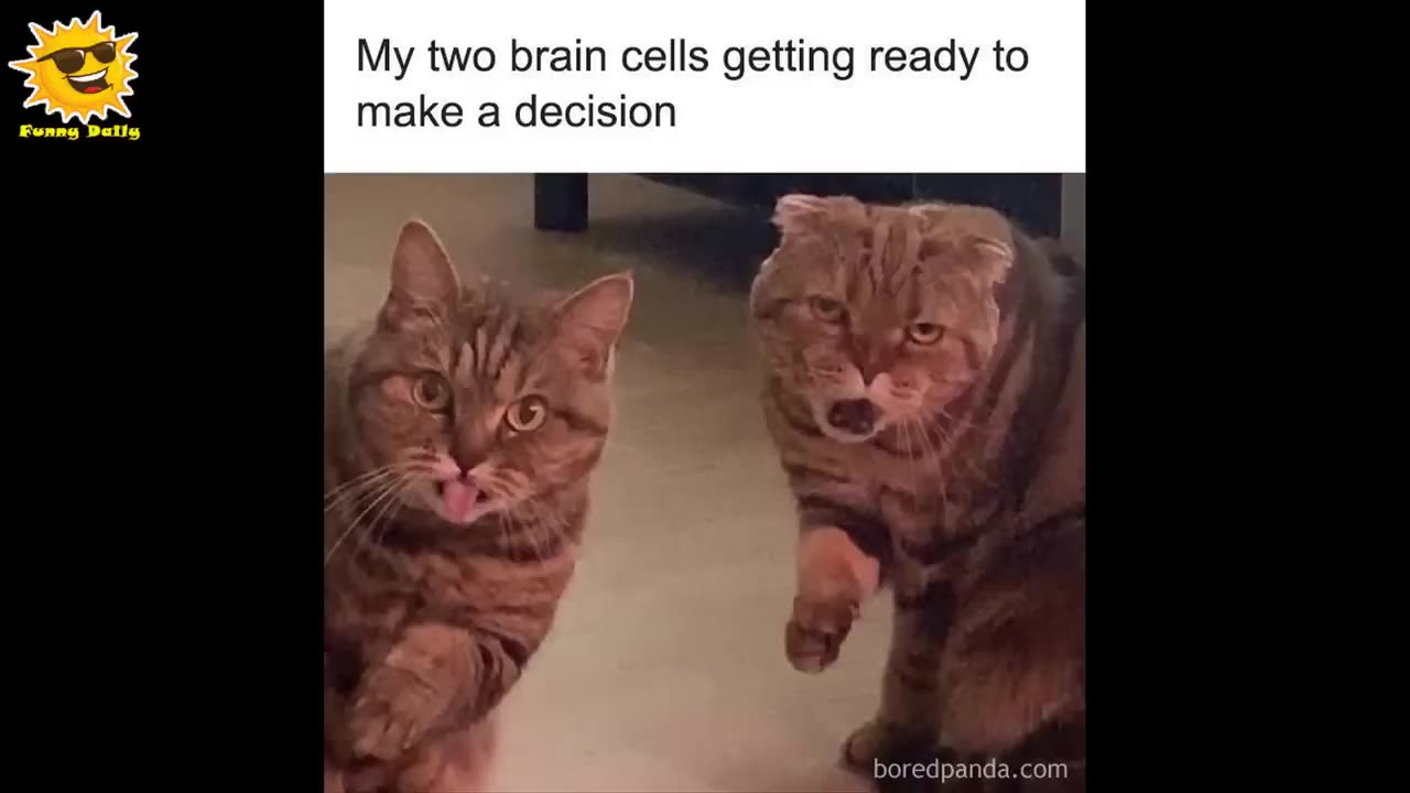 Funny Animal Pics That Were Meant To Be Made Into Memes -- Funny Daily