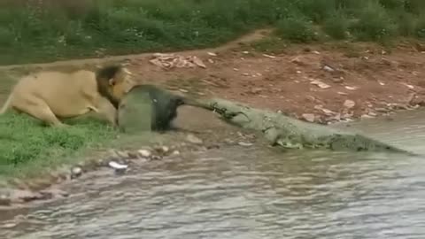 Lion and Crocodile dangerous fight😰😰