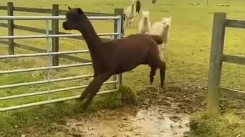 Funny and cute animal moments that will brighten your day 🤣