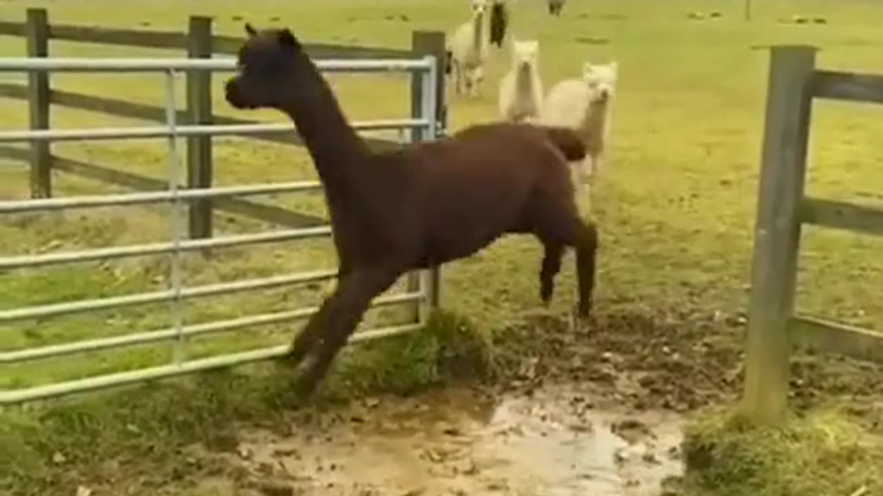 Funny and cute animal moments that will brighten your day 🤣
