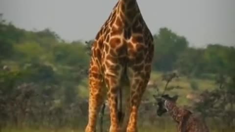 jarraff animal Baby