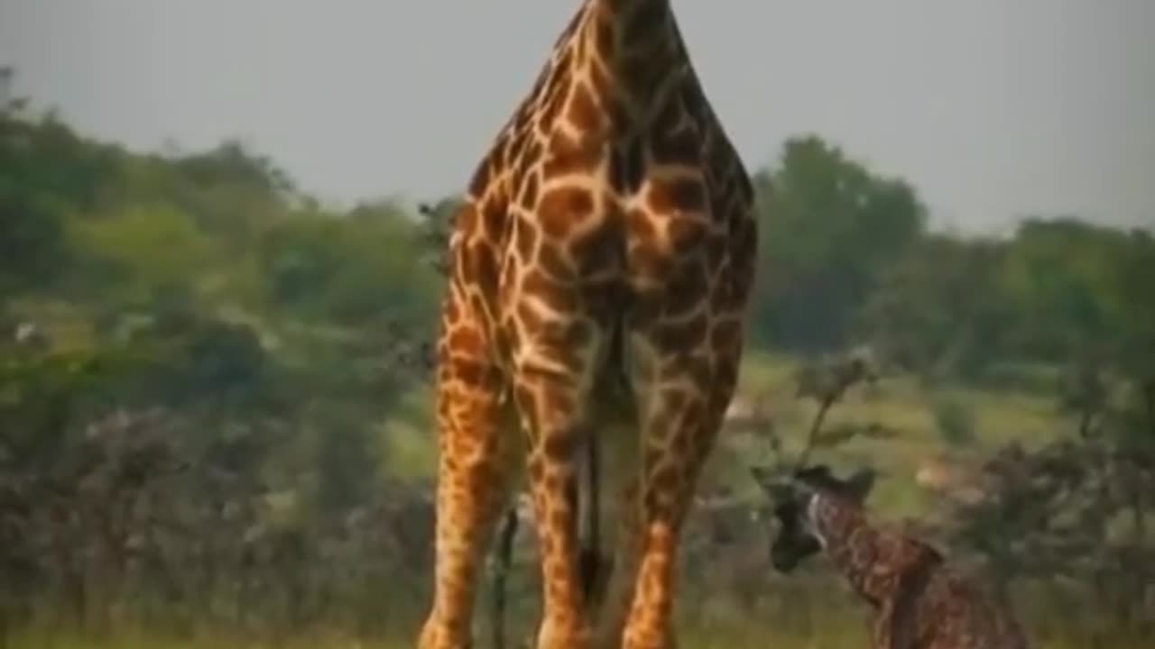 jarraff animal Baby