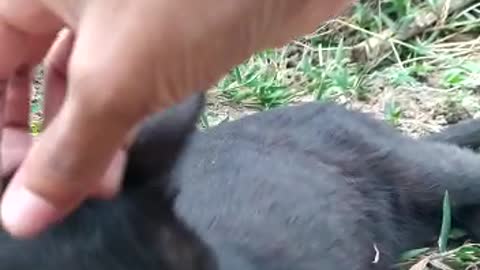 Disturbing the cat