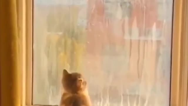 A cup of cat | see how cute they are