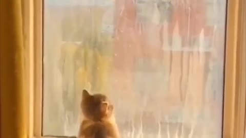 A cup of cat | see how cute they are