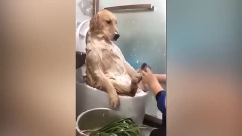 Funny Animal Videos 2023 😂 - Funniest Cats And Dogs Video 😺😍 #animals #2023 #trending #pets