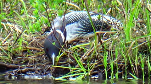Nesting Loon