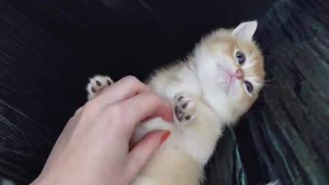 BEAUTIFUL CAT HAVING FUN