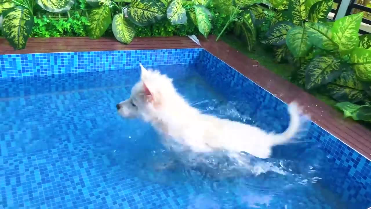 Monkey Baby Bon Bon oes to the toilet and plays with Ducklings in the swimming pool