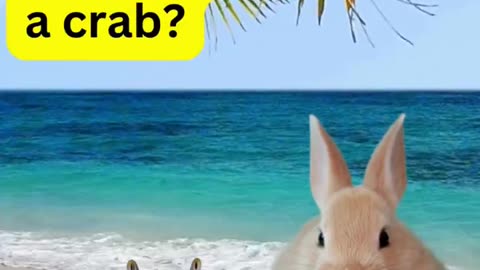 Name That Animal: Crab & Bunny