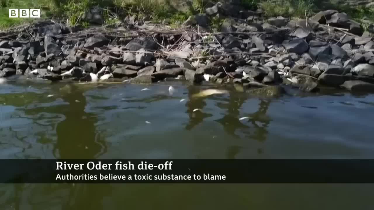 Tons of dead fish found in river on German-Polish border - BBC News