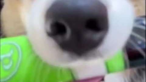 the Skilled Dog is Painting