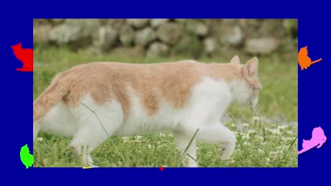 ONE MINUTE OF CATS 047