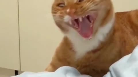 Cute and funny cat