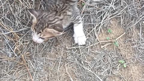 Indian cat 😸