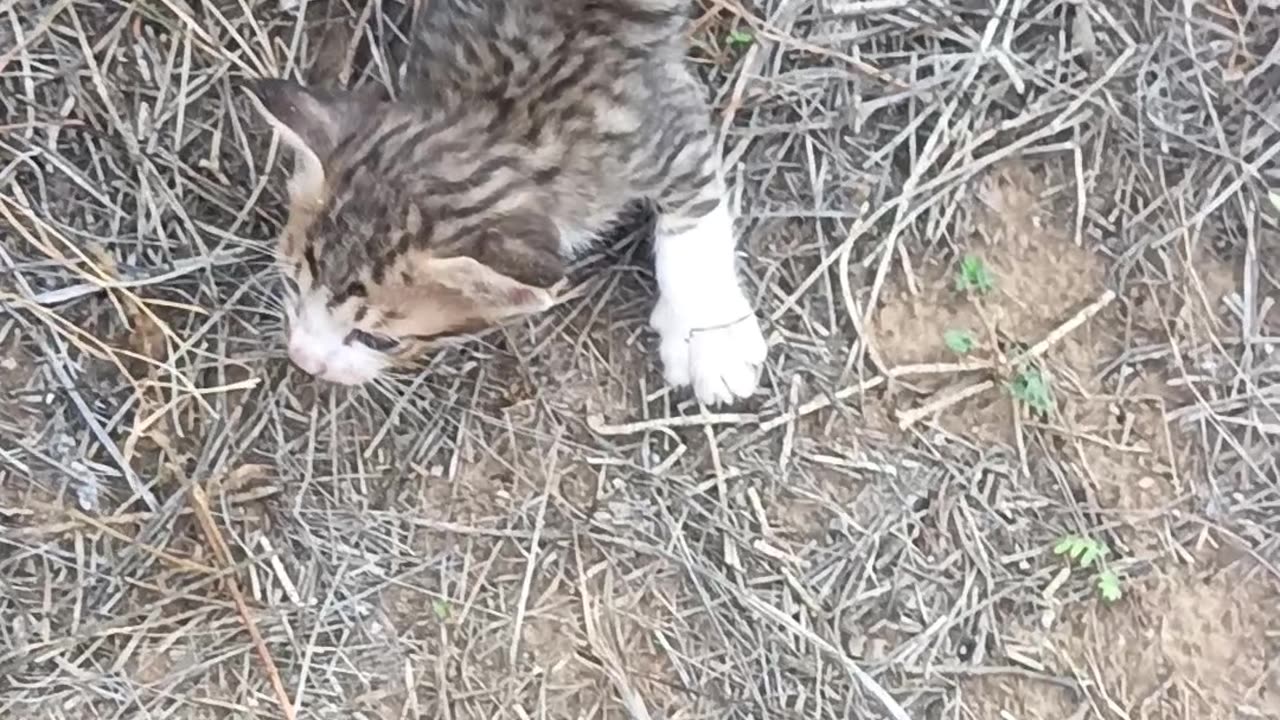 Indian cat 😸