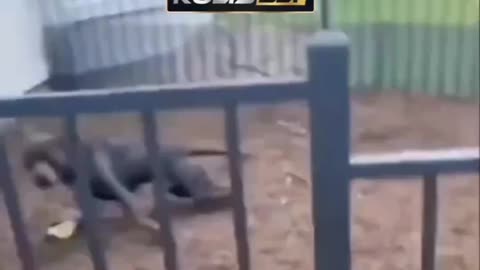 funny animal videos