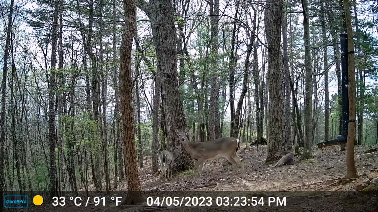The Woods – 04/06/2023