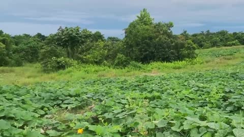 Pemandangan kebun labu kuning