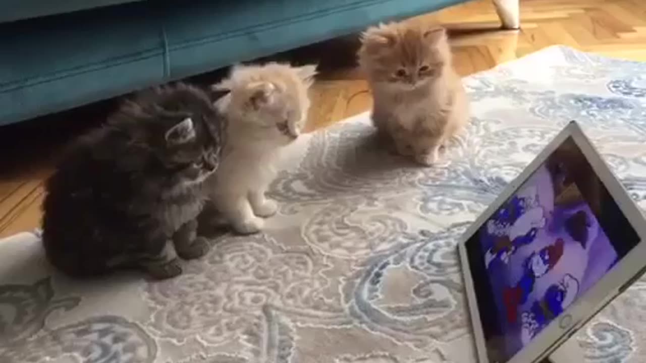 3 kittys watching smurfs cartoon so cute 🥰 ☺️