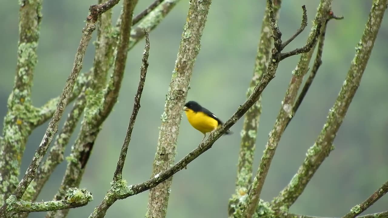 Beautiful birds video with clam music | Amazing