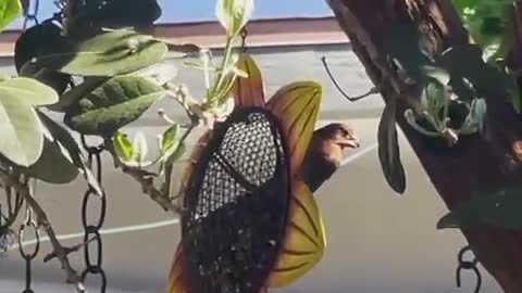 Sunflower seeds and wild finches