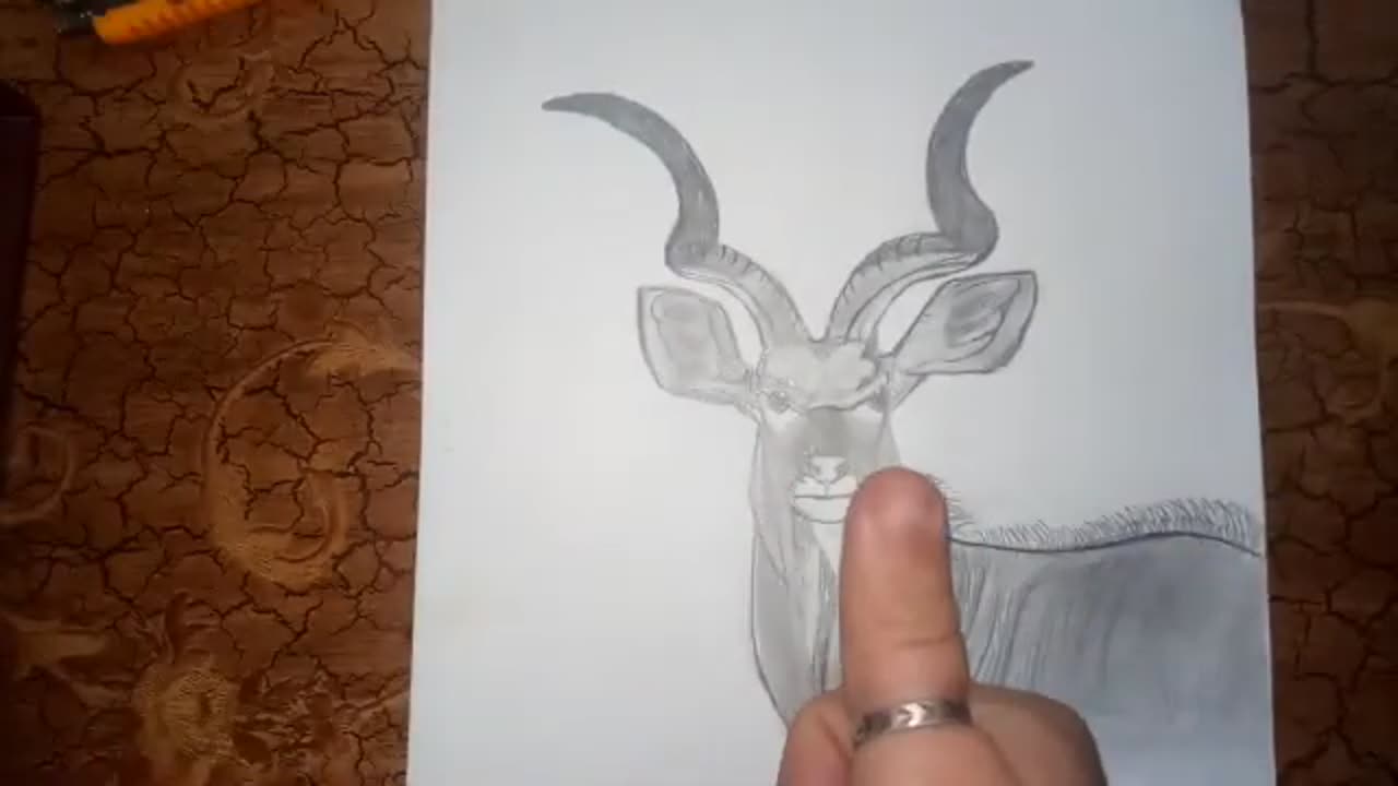how to draw ibex /how draw markhor/wild animal /art