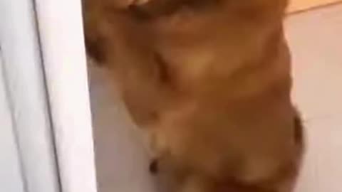 Funniest Cat And Dogs 😂 Funny Animal Videos 2024 3.