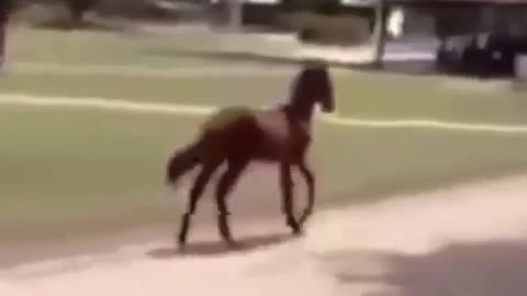 Horse's Hilarious Trot Has Everyone Laughing
