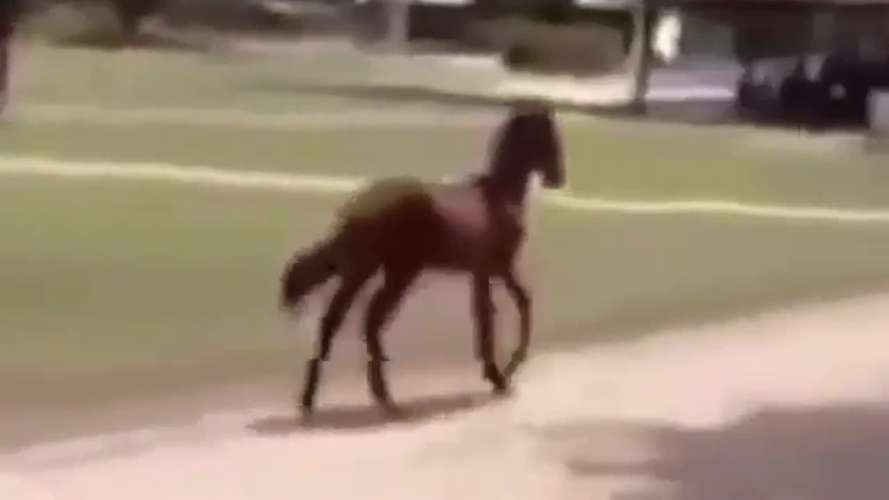 Horse's Hilarious Trot Has Everyone Laughing