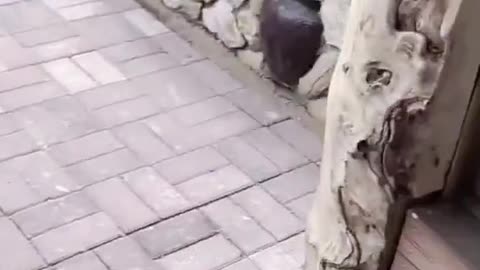 Funny Videos 2022 😂 - #89