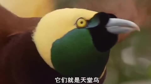 Beautiful Birds