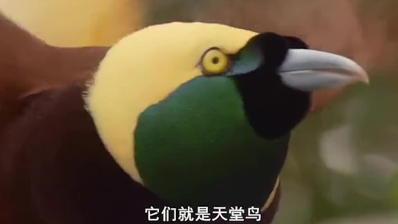 Beautiful Birds