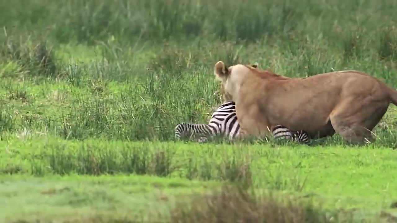 Top 10 Strongest Prey In The Wild - When Prey Fights Back - Prey VS Predator - Blondi Foks