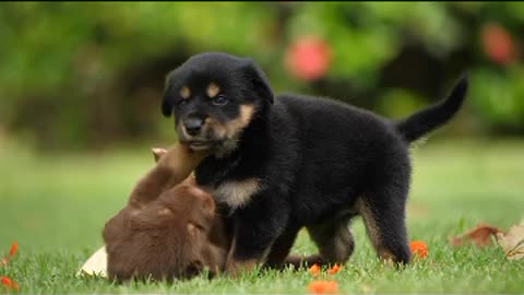 Cats and dog