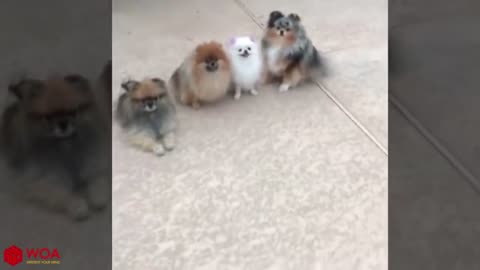 AMAZING!smart dogs wating there name to be called