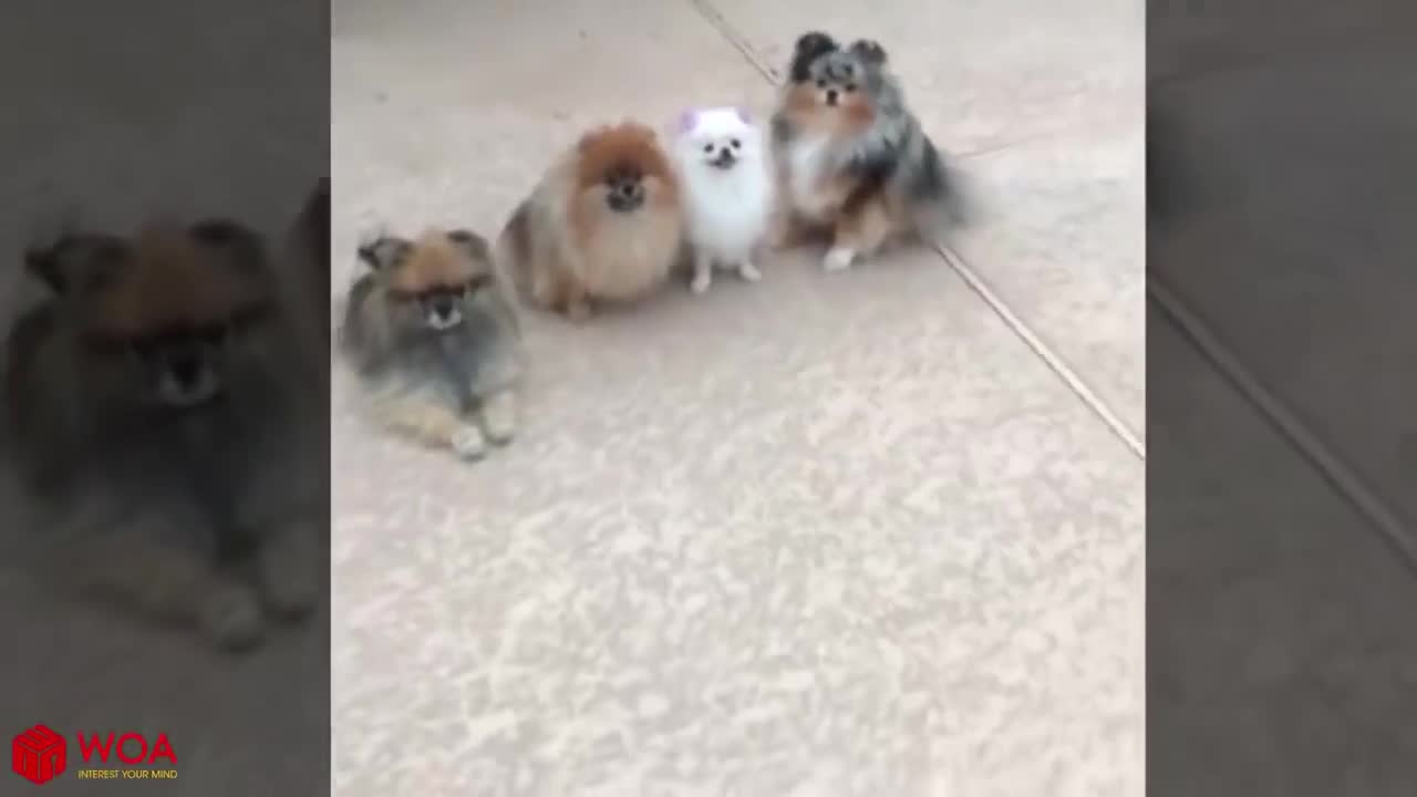 AMAZING!smart dogs wating there name to be called