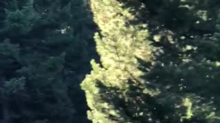 Three Mountain Lions on the Prowl