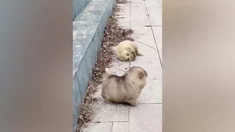 Funny cat and dog animal video