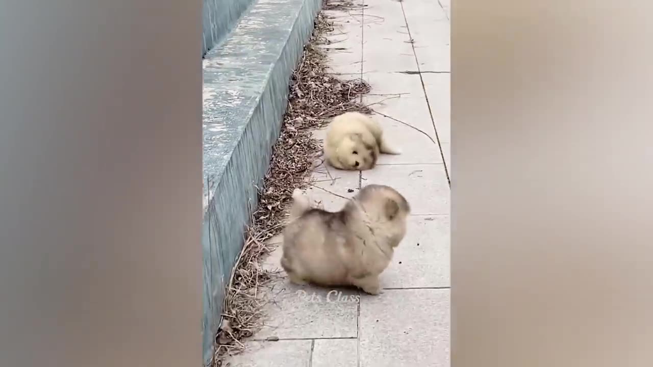 Funny cat and dog animal video