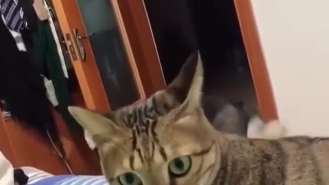 Funniest cat videos #75 - HILARIOUS!