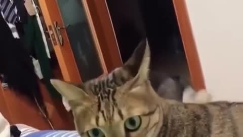 Funniest cat videos #75 - HILARIOUS!