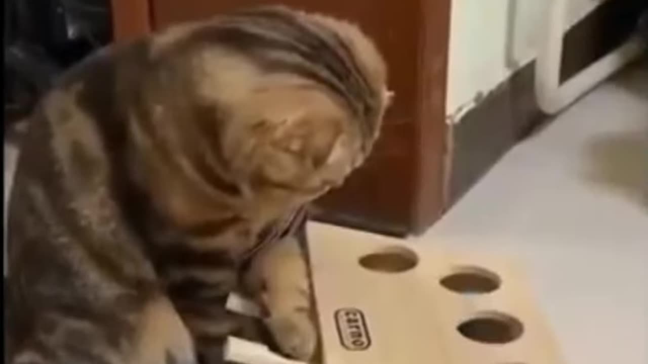 Funny Cat Reaction | Funny Videos