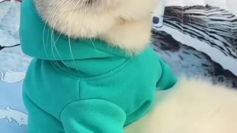 cute cat crown