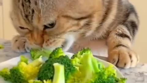 Funny cat breakfast lunch dinner 😺