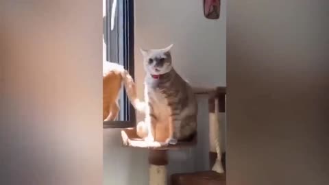 Funny dog 😂#funny dog #funny#moments#veryfunny